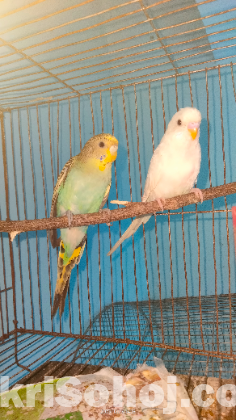 Budgie